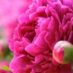 Зоя Васильевна